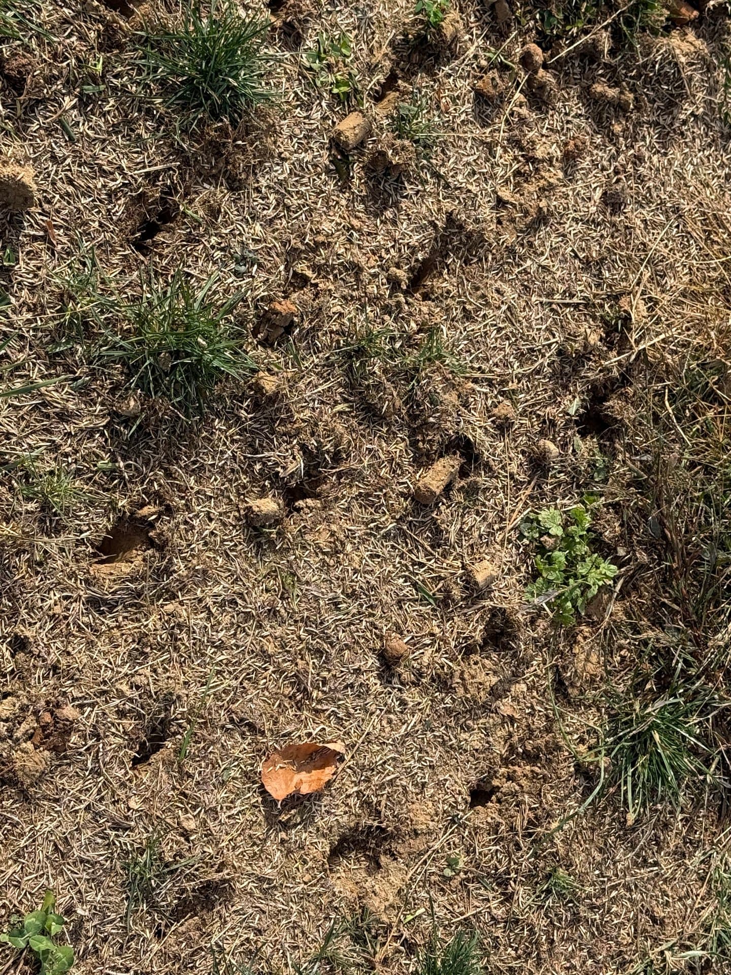 Aeration & Overseeding